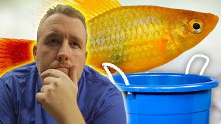 Can You Breed Fish in a Bucket  Beginners Guide to Mini Fish Ponds Part 2 [upl. by Lesslie]