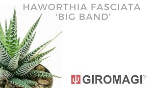 Haworthia fasciata Big Band [upl. by Nnyleimaj]