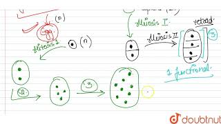 How does the megaspore mother cell develop into 7celled 8 nucleate embryo sac [upl. by Dorthy954]