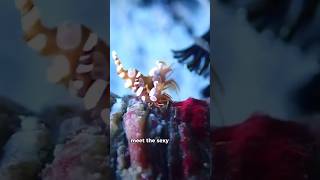 viral wildlife trending shortsfeed animal shorts viralshorts natgeo discoveryshrimp [upl. by Jobe]