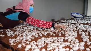 Amazing Harvesting mushrooms potatoes bamboo shoots  Taiwan mass production factory 量產洋菇、馬鈴薯、桂竹筍 [upl. by Burrell]