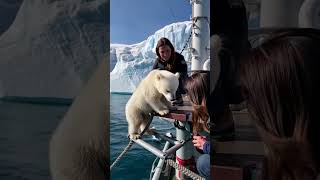 🐻‍❄️ Tiny Polar Bears Heartwarming Rescue 😍 PolarBearRescue WildlifeConservation ArcticAnimals [upl. by Benildas]