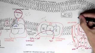 Part II  Oxidative Phosphorylation Electron Transport Chain [upl. by Notrom876]