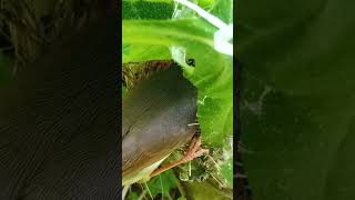 Sardinian warbler bird feeding its babies with worms P 1 shorts [upl. by Anivla]