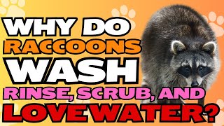 Why Do Raccoons Wash Rinse Scrub and Love Water 🦝💦 [upl. by Ayarahs299]