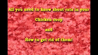 How to get rid of rats in a chicken coop Tips amp Tricks [upl. by Keelia]