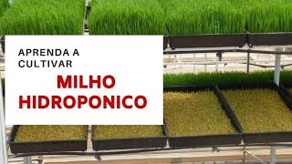 COMO CULTIVAR MILHO HIDROPONICO [upl. by Acilgna]