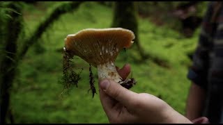 Mushroom Experiences  Scottish fungi foraging adventure [upl. by Nagel874]