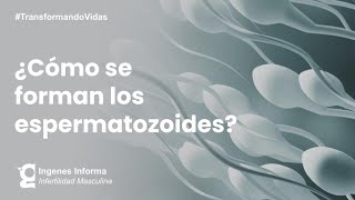 ¿Cómo se producen los espermatozoides  Ingenes [upl. by Koziel]