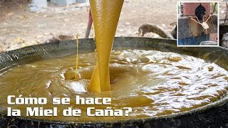 Cómo se hace la Miel de Caña Trapiche La Mariana [upl. by Nohsad]