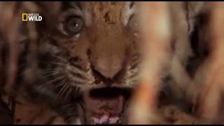 Siberian Tigers Nat Geo Wild  Wild Nature Channel [upl. by Sinnard]