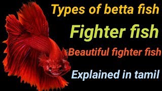 Types of betta fish in tamil  Fish Aquarium Tamil [upl. by Werdnael]