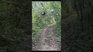 Wildcat Trail at Government Canyon SNA shorts nature hiking trails optoutside [upl. by Jacob]