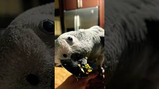 Congo amp Timneh African Grey Parrots congo timneh parrot africangrey shorts [upl. by Adhamh]