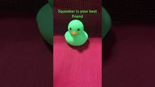 Squeakers your best friend Duck Squeaker￼￼ [upl. by Bryce516]