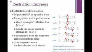 171PCR amp Restriction Endonucleases [upl. by Odrahcir]