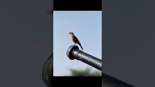 iPhone 15 pro max camera like a DSLR camera [upl. by Daas616]