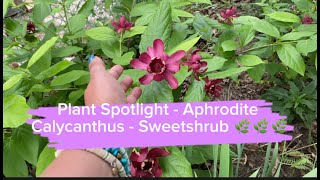 Plant Spotlight  Aphrodite Calycanthus  Sweetshrub 🌿🌿🌿  Proven Winners Color Choice Shrub [upl. by Jovitah]