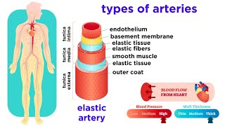 The Circulatory System Part 2 Blood Vessels [upl. by Salangia]