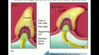 Anatomy  Physiology of the Semicircular Canals [upl. by Waiter]