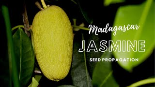 How to Propagate Madagascar Jasmine Stephanotis through Seeds [upl. by Yelraf]