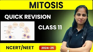 Mitosis Quick Revision  Class 11  NEET 202425 Preparation  Cell Cycle amp Cell Division [upl. by Nara]