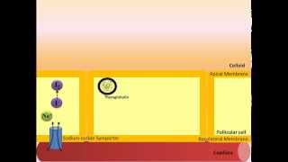 Thyroid Hormone Synthesis [upl. by Zondra410]