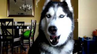 Mishka says quotHow are you How u doinquot  Husky Dog Talking [upl. by Becky899]