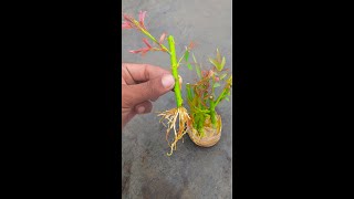 Grow Roses From Stem Cuttingreels Gardening gardeningtips graftingtree fruittree GardenDesign [upl. by Laurens]