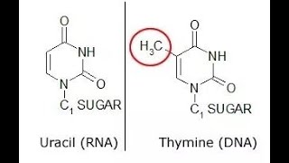 Why thymine is present in DNA instead of Uracil [upl. by Walt]