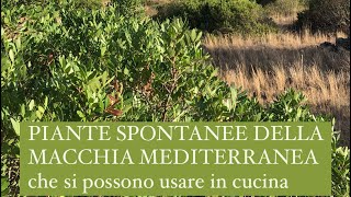 Piante della macchia mediterranea che si possono usare in cucina [upl. by Attenyl873]