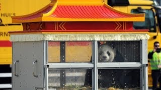 Two Giant Pandas Travel 8000 Km From China To Belgium [upl. by Buchheim]