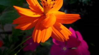 NIKON COOLPIX S610 VIDEO TEST PART 2 MACRO MODE [upl. by Gibb618]