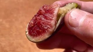 Crozes fig variety  perfectly ripened and top tier [upl. by Puff]