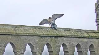 Andover PeregrinesUK 2020 01 30 [upl. by Ahsieyt]