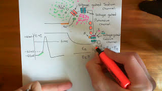 Neurotransmitter Release Part 3 [upl. by Jemie]