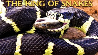 King snake eats Patchnosed snake in Arizona Insane footage [upl. by Vachel]