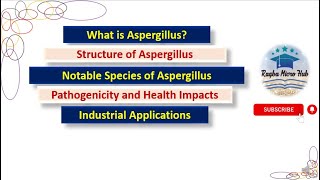 Aspergillus  notable species  pathogenicity and health impacts  industrial application [upl. by Akilak]