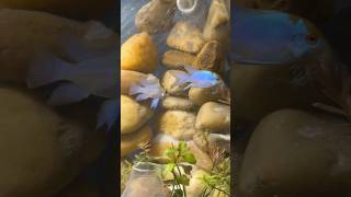 Ram cichlids breeding pair 😍🥰 viralvideo shorts [upl. by Kcerb231]