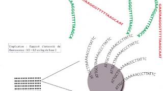 les techniques de cytogénétique partie 6 [upl. by Saidel119]