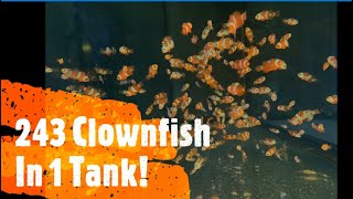 New 60 gallon tank in clownfish storm growout system [upl. by Weixel706]