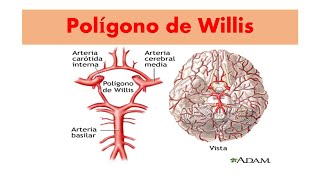 Como se forma el Polígono de Willisirrigación [upl. by Argyres45]