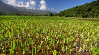 Kauai the Garden Island Hawaii [upl. by Hurd]