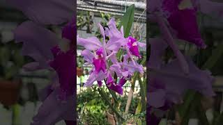 Cattleya warscewiczii sanderiana ×sib [upl. by Ayekel]