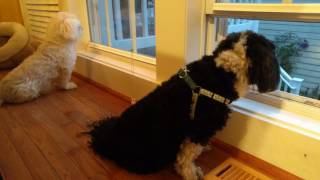 My Havanese getting excited for her mom [upl. by Rissa466]