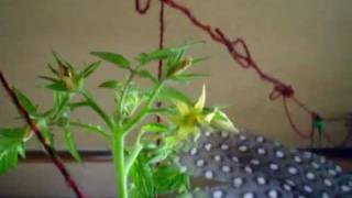 how to pollinate a tomato indoors [upl. by Nazler]