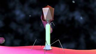 Bacteriophage T4 Virus  3D Animation [upl. by Farrah902]