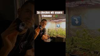 TrichomeCheck an unseren 🥦Pflanzen mit diesem Tool grow brokkoli tips plants indoor [upl. by Galasyn]