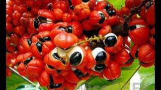 What is Guarana Seed Extract [upl. by Chrisy944]