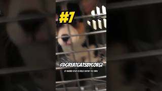 Top 10 Corgi Influencers on YouTube Part 4  Great Gatsby shorts corgi pets cute [upl. by Ynohtnakram]